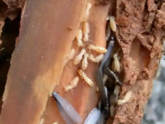 昆都仑白蚁防治公司分享工厂厂房白蚁防控，保障生产仓储正常运转